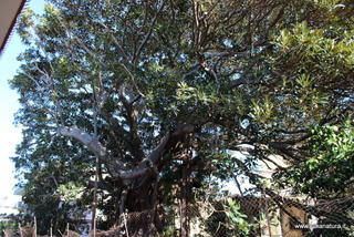 Ficus della Nazionale